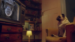 BENEFIT MONKEY: Liz Rainbow, the blue-eyed girl, ends up with a mouth full of semen - TEASER