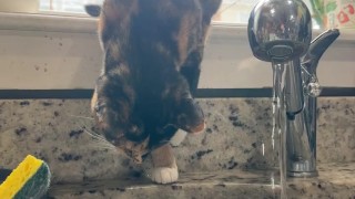 Chubby tatted goth girl gets off with pink dildo