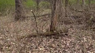 Walk in the park pt. 2