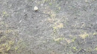 Gentle blowjob from a girl in nature