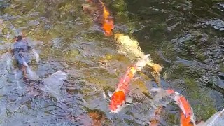 Pretty colorful koi fish in a huge pond