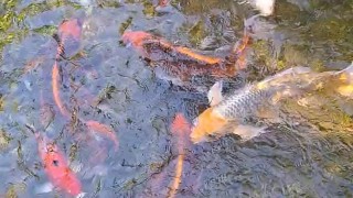 Beautiful colorful koi Fish in a big waterfall pond