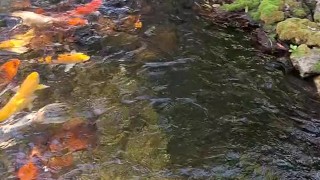 Big koi Fish in waterfall pond